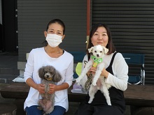 チワプー ハーフ犬 ミックス犬 ブリーダー 茨城県 関東 東京都 神奈川県 千葉県 埼玉県 群馬県 栃木県 静岡県 福島県