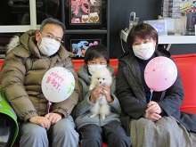 ポメラニアン ブリーダー 茨城県 関東 東京都 神奈川県 千葉県 埼玉県 群馬県 栃木県 静岡県 福島県