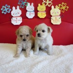 チワプー ハーフミックス犬 ブリーダー 茨城県 関東 東京都 神奈川県 千葉県 埼玉県 群馬県 栃木県 静岡県 福島県 (1)