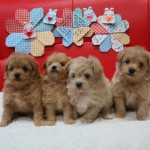 ポメプー ハーフミックス犬 ブリーダー 茨城県 関東 東京都 神奈川県 千葉県 埼玉県 群馬県 栃木県 静岡県 福島県 (1)