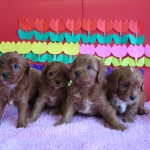 キャバプー ハーフミックス犬 ブリーダー 茨城県 関東 東京都 神奈川県 千葉県 埼玉県 群馬県 栃木県 静岡県 福島県 (1)