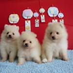 ポメラニアン ブリーダー 茨城県 関東 東京都 神奈川県 千葉県 埼玉県 群馬県 栃木県 静岡県 福島県 (1)