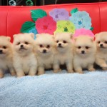 ポメラニアン ブリーダー 茨城県 関東 東京都 神奈川県 千葉県 埼玉県 群馬県 栃木県 静岡県 福島県 (1)