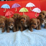 キャバプー ハーフ犬 ミックス犬 ブリーダー 茨城県 関東 東京都 神奈川県 千葉県 埼玉県 群馬県 栃木県 静岡県 福島県 (1)