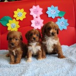 キャバプー ハーフ犬 ミックス犬 ブリーダー 茨城県 関東 東京都 神奈川県 千葉県 埼玉県 群馬県 栃木県 静岡県 福島県 (1)