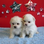 チワマル ハーフ犬 ミックス犬 ブリーダー 茨城県 関東 東京都 神奈川県 千葉県 埼玉県 群馬県 栃木県 静岡県 福島県 (1)