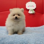 ポメラニアン ブリーダー 茨城県 関東 東京都 神奈川県 千葉県 埼玉県 群馬県 栃木県 静岡県 福島県 (1)