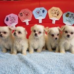 チワマル ハーフ犬 ミックス犬 ブリーダー 茨城県 関東 東京都 神奈川県 千葉県 埼玉県 群馬県 栃木県 静岡県 福島県 (1)