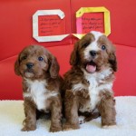 キャバプー ハーフ犬 ミックス犬 ブリーダー 茨城県 関東 東京都 神奈川県 千葉県 埼玉県 群馬県 栃木県 静岡県 福島県 (1)
