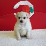 チワプー ハーフ犬 ミックス犬 ブリーダー 茨城県 関東 東京都 神奈川県 千葉県 埼玉県 群馬県 栃木県 静岡県 福島県 (1)