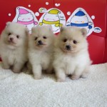 ポメラニアン ブリーダー 茨城県 関東 東京都 神奈川県 千葉県 埼玉県 群馬県 栃木県 静岡県 福島県 (1)