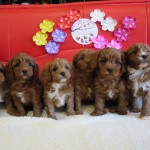 キャバプー ハーフ犬 ミックス犬 ブリーダー 茨城県 関東 東京都 神奈川県 千葉県 埼玉県 群馬県 栃木県 静岡県 福島県 (1)