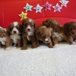 キャバプー ハーフ犬 ミックス犬 ブリーダー 茨城県 関東 東京都 神奈川県 千葉県 埼玉県 群馬県 栃木県 静岡県 福島県 (1)