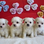 チワマル ハーフ犬 ミックス犬 ブリーダー 茨城県 関東 東京都 神奈川県 千葉県 埼玉県 群馬県 栃木県 静岡県 福島県 (1)