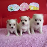 チワワ ブリーダー 茨城県 関東 東京都 神奈川県 千葉県 埼玉県 群馬県 栃木県 静岡県 福島県 (1)