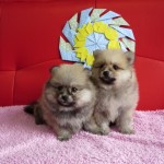 ポメラニアン ブリーダー 茨城県 関東 東京都 神奈川県 千葉県 埼玉県 群馬県 栃木県 静岡県 福島県 (1)