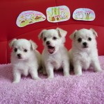 チワワ ブリーダー 茨城県 関東 東京都 神奈川県 千葉県 埼玉県 群馬県 栃木県 静岡県 福島県 (1)