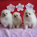 ポメラニアン ブリーダー 茨城県 関東 東京都 神奈川県 千葉県 埼玉県 群馬県 栃木県 静岡県 福島県 (1)
