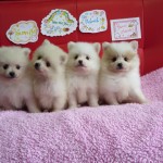 ポメラニアン ブリーダー 茨城県 関東 東京都 神奈川県 千葉県 埼玉県 群馬県 栃木県 静岡県 福島県 (1)