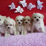 マルプー ハーフ犬 ミックス犬 ブリーダー 茨城県 関東 東京都 神奈川県 千葉県 埼玉県 群馬県 栃木県 静岡県 福島県 (1)