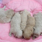 ペギプー ハーフ犬 ミックス犬 ブリーダー 茨城県 関東 東京都 神奈川県 千葉県 埼玉県 群馬県 栃木県 静岡県 福島県